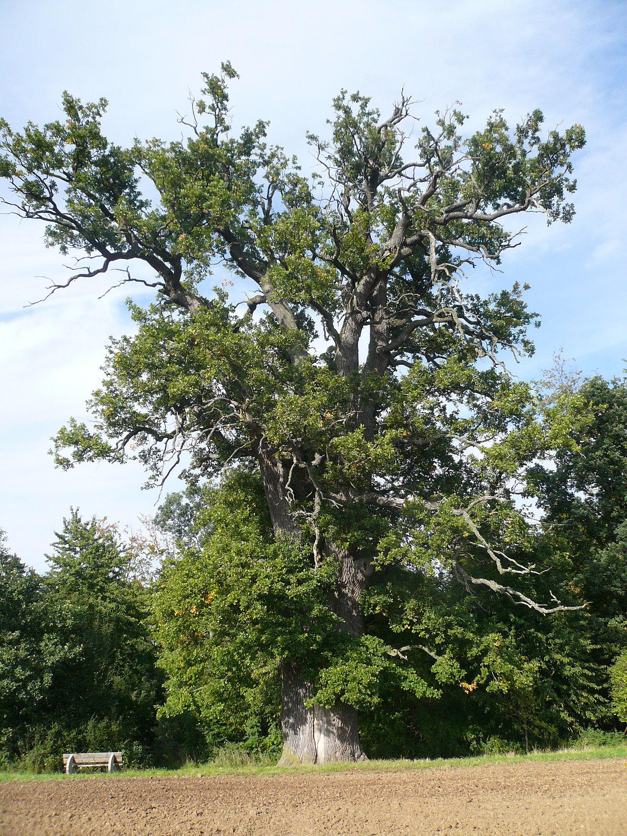Große Eiche Ottersdorf