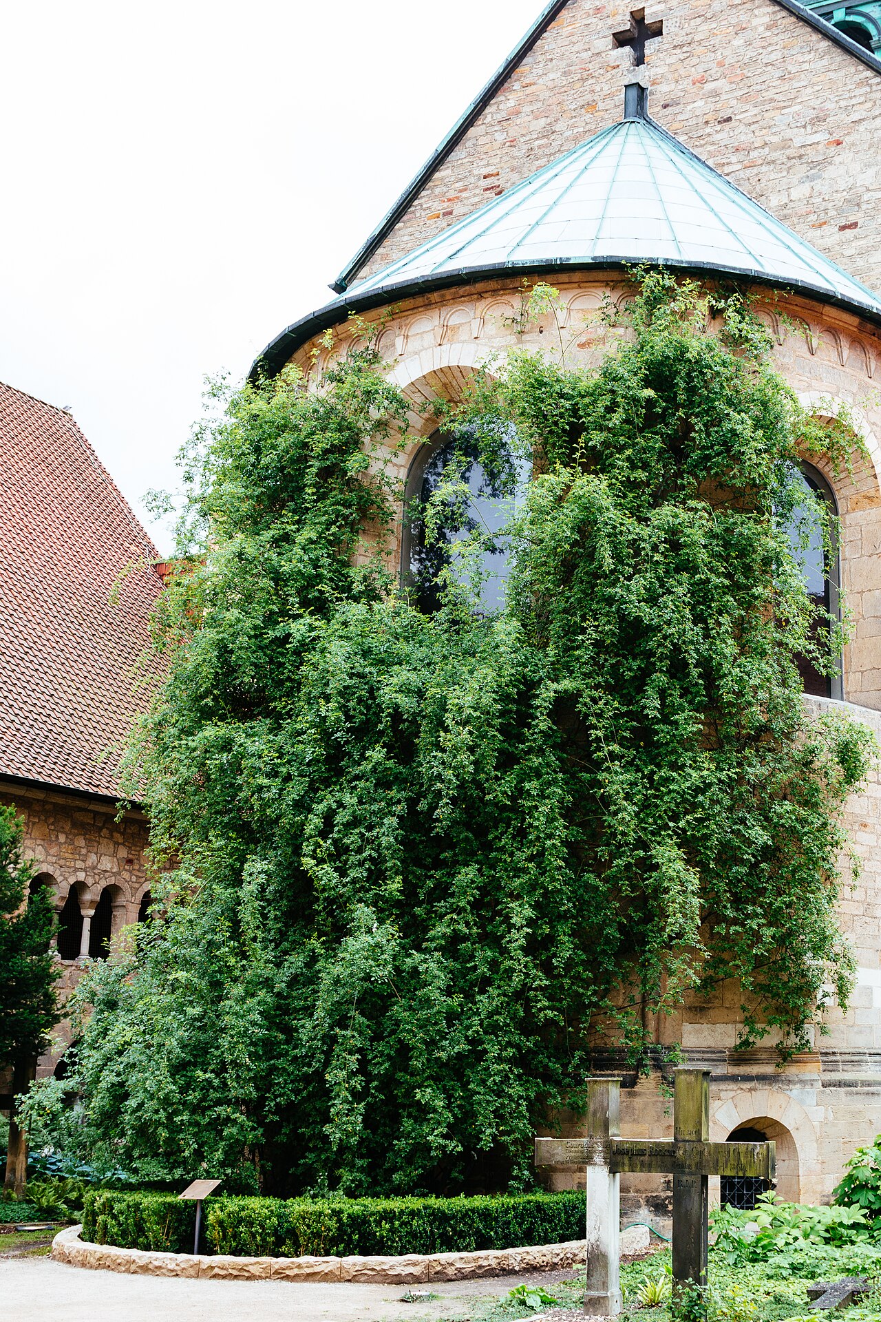 The Rose of Hildesheim climbs on the wall of Hildesheim Cathedral
