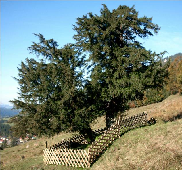 Alte Eibe von Balderschwang, von der Ostseite fotografiert