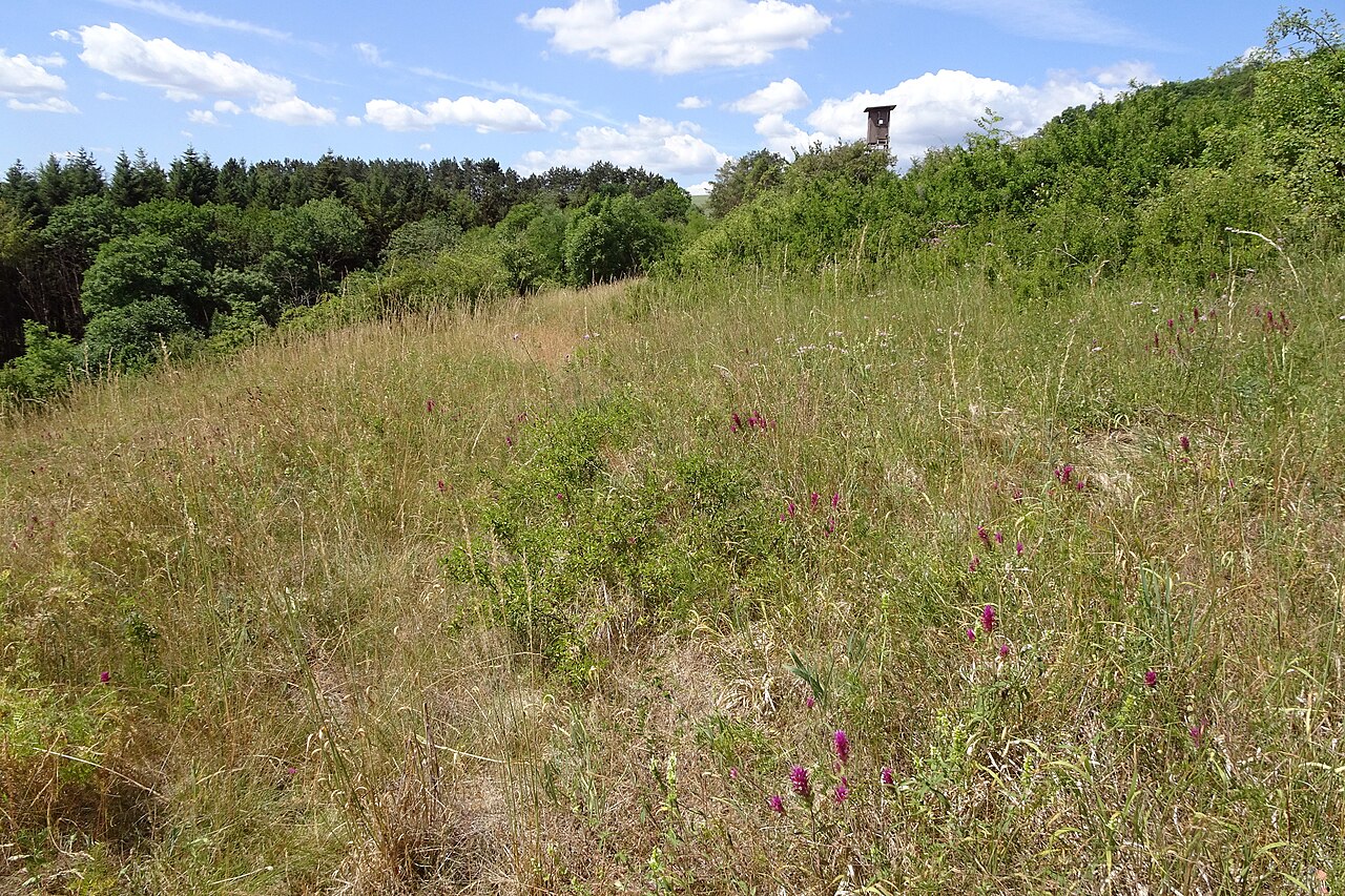Nature reserve "Adell", chalk heath grassland with Melampyrum arvense (Baden-Württemberg, Main-Tauber-Kreis, Germany)