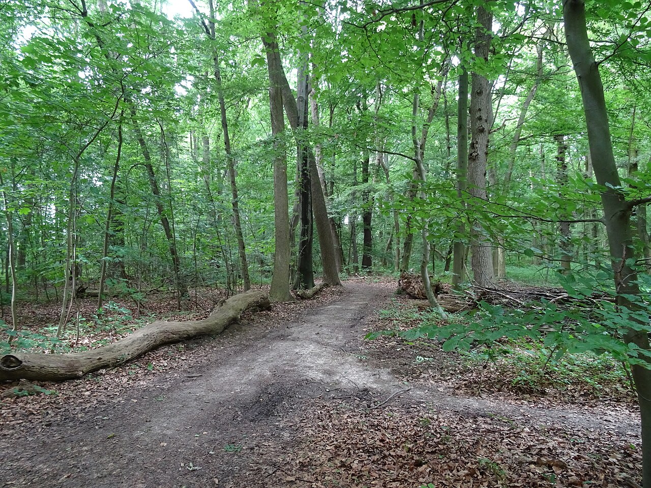 NSG Ahrberger Holz/Groß Förster Holz