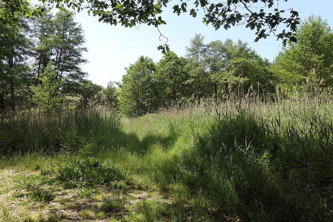 Foto von Albersbacher Riedwiesen