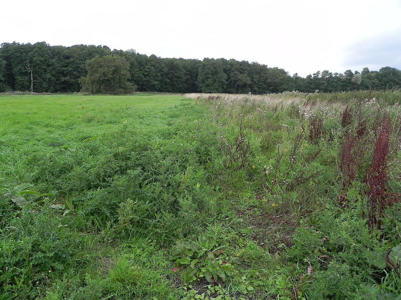 Naturschutzgebiet „Allerdreckwiesen“ (NSG-Nr