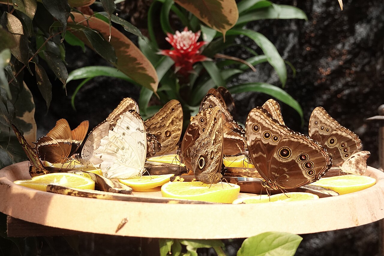 Exotische Schmetterlinge auf Zitronen