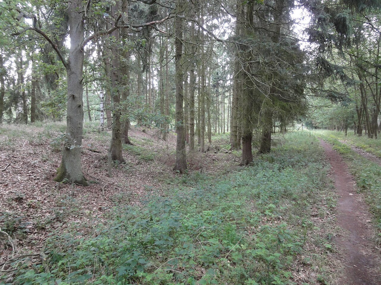 Blick auf die Slawenburg Göhren-Lebbin - Links der Wall, rechts die Wegeführung