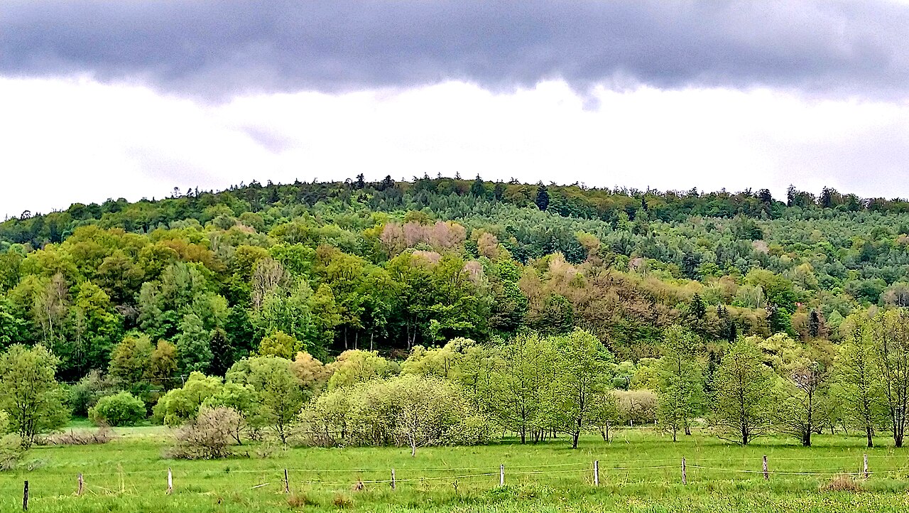 (NSG:HE-1435061)_Alte Weide bei Neudorf