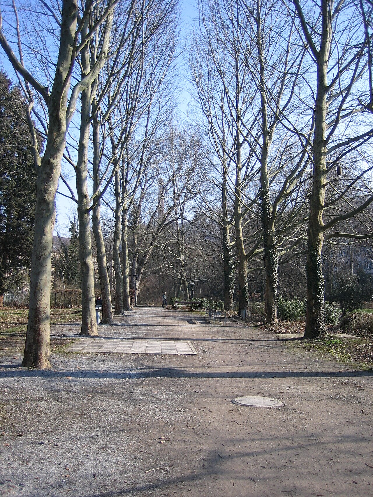 Plattanenallea an Stelle der früheren Orangerie im Botanische Garten in Tübingen