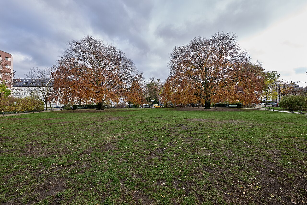 Natural monuments Blut-Buche Althoffplatz 6-18/B-1 and 6-18/B-2 in Berlin-Steglitz