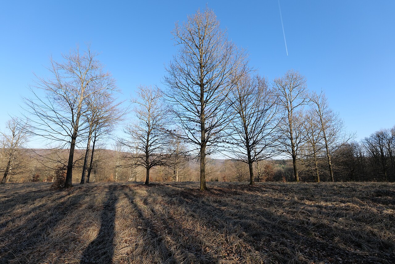 Naturschutzgebiet Altholzinsel Gretenberg