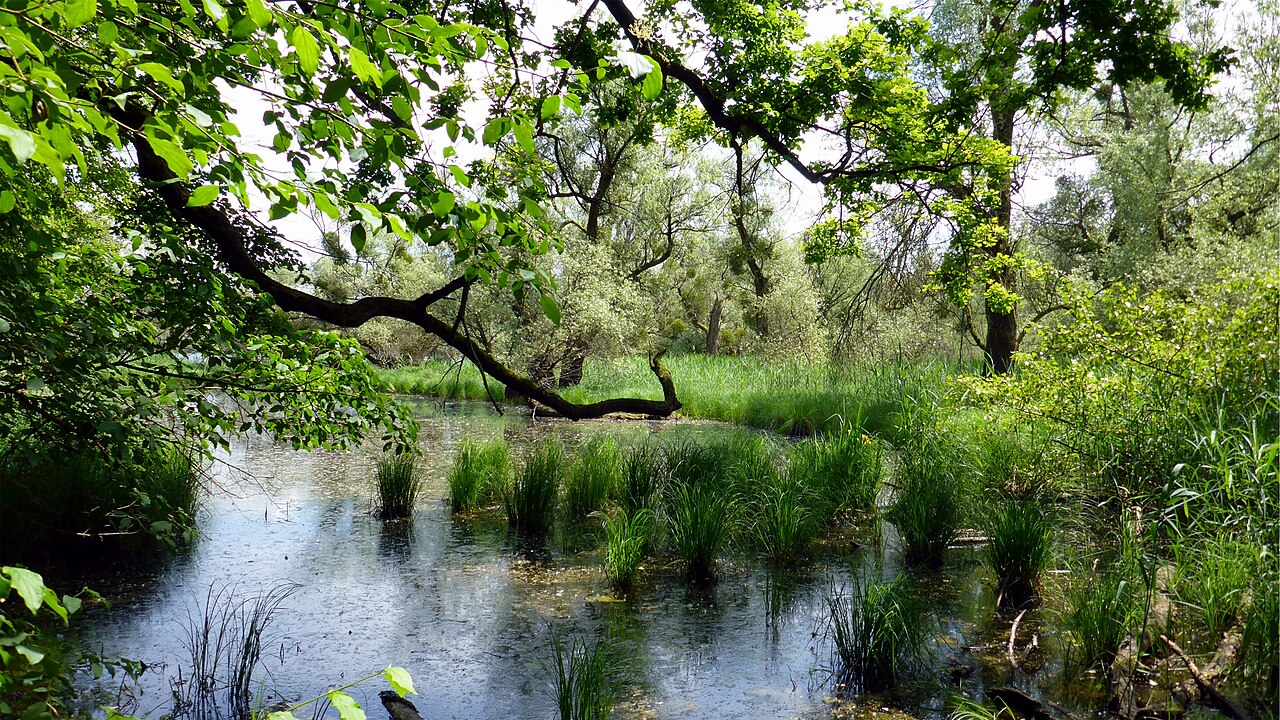 Naturschutzgebiet „Altrhein Neuburgweier“ is a nature reserve in Baden-Württemberg, Germany