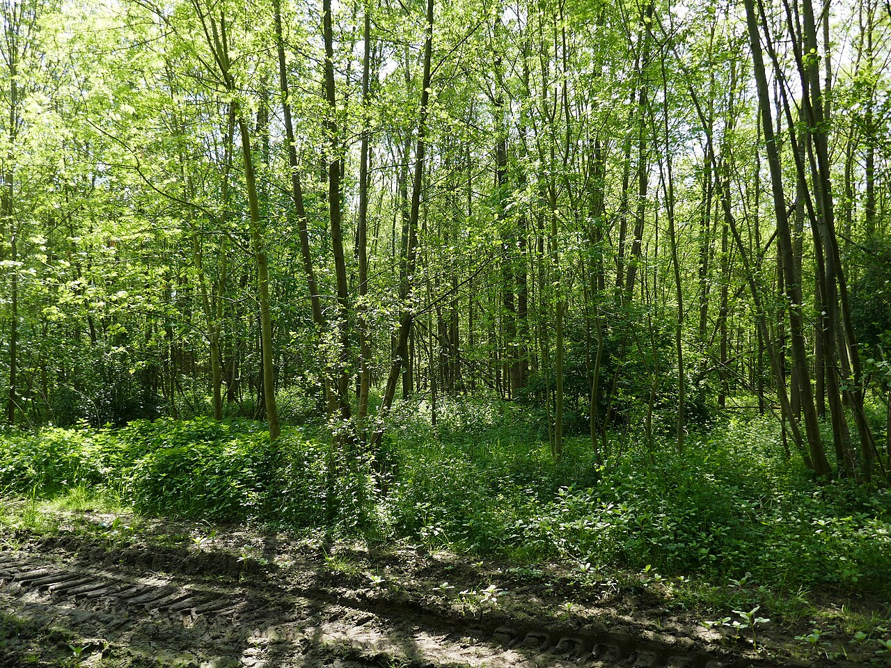 Naturschutzgebiet Altteich Costedt in Porta Westfalica