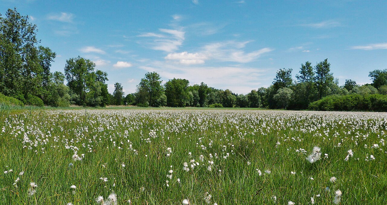 NSG Altweiherwiese bei Oberteuringen
