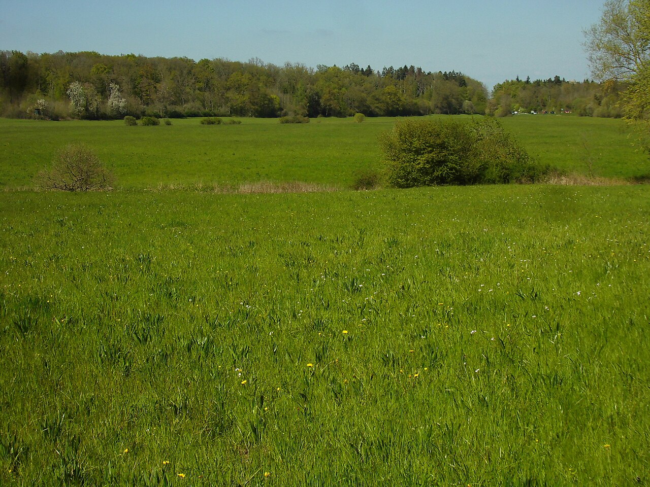 Naturschutzgebiet Altwiesen , Blick aus Südwest