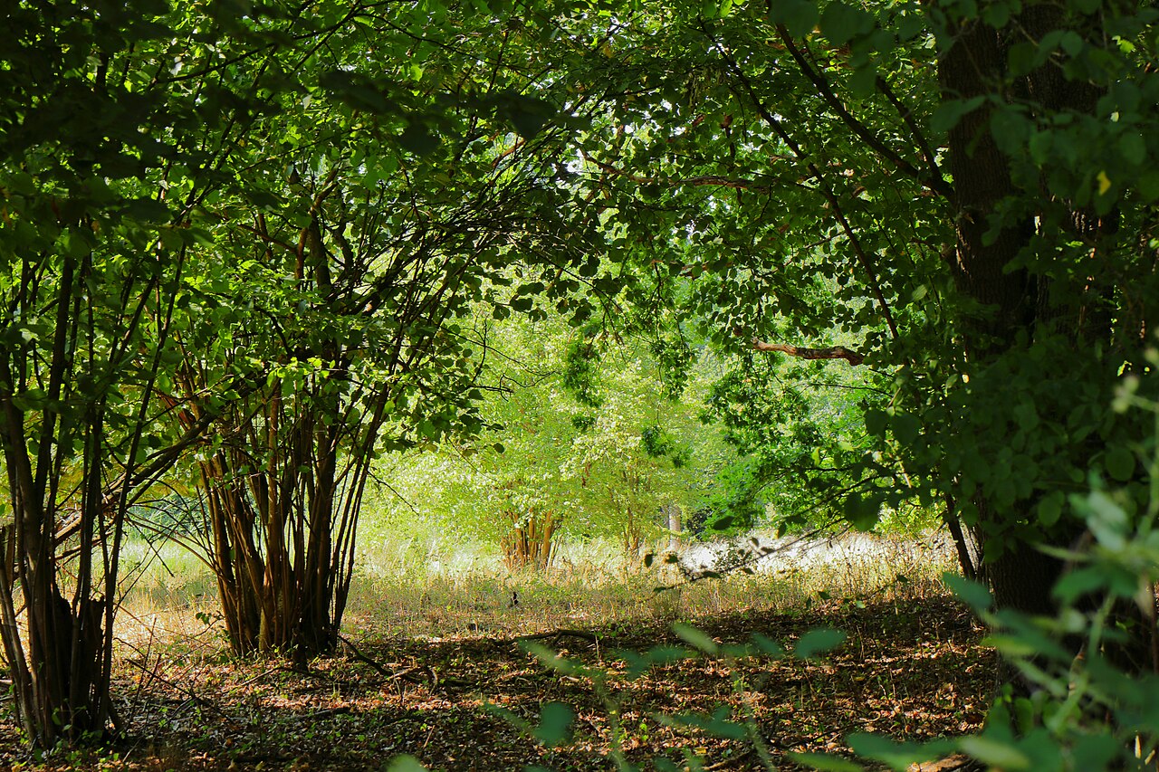 Hanau, nature reserve Hesse 1435009 'Am Rauhensee bei Steinheim', WDPA: 81292