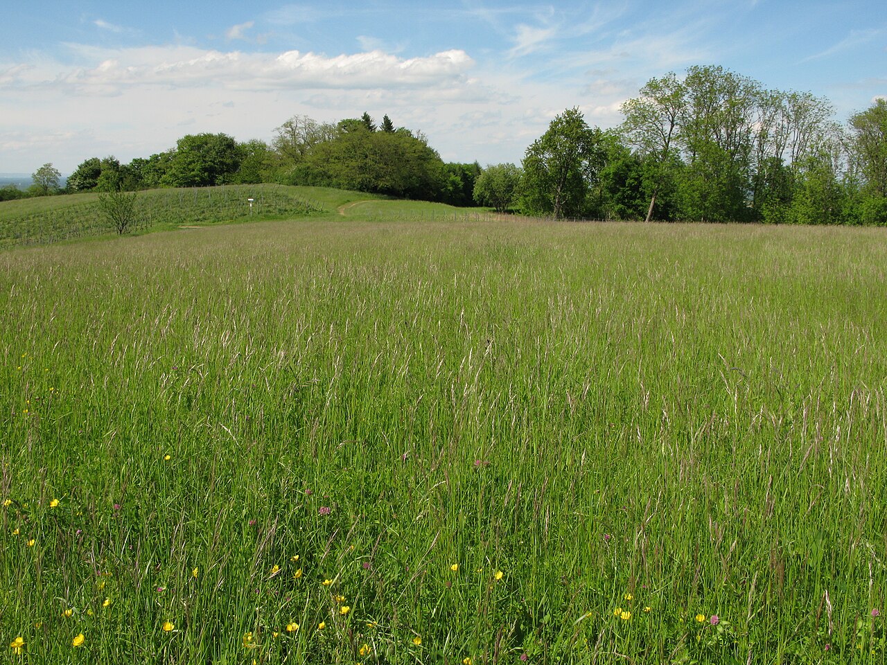 Auf der Amolterer Heide im Kaiserstuhl bei Amoltern