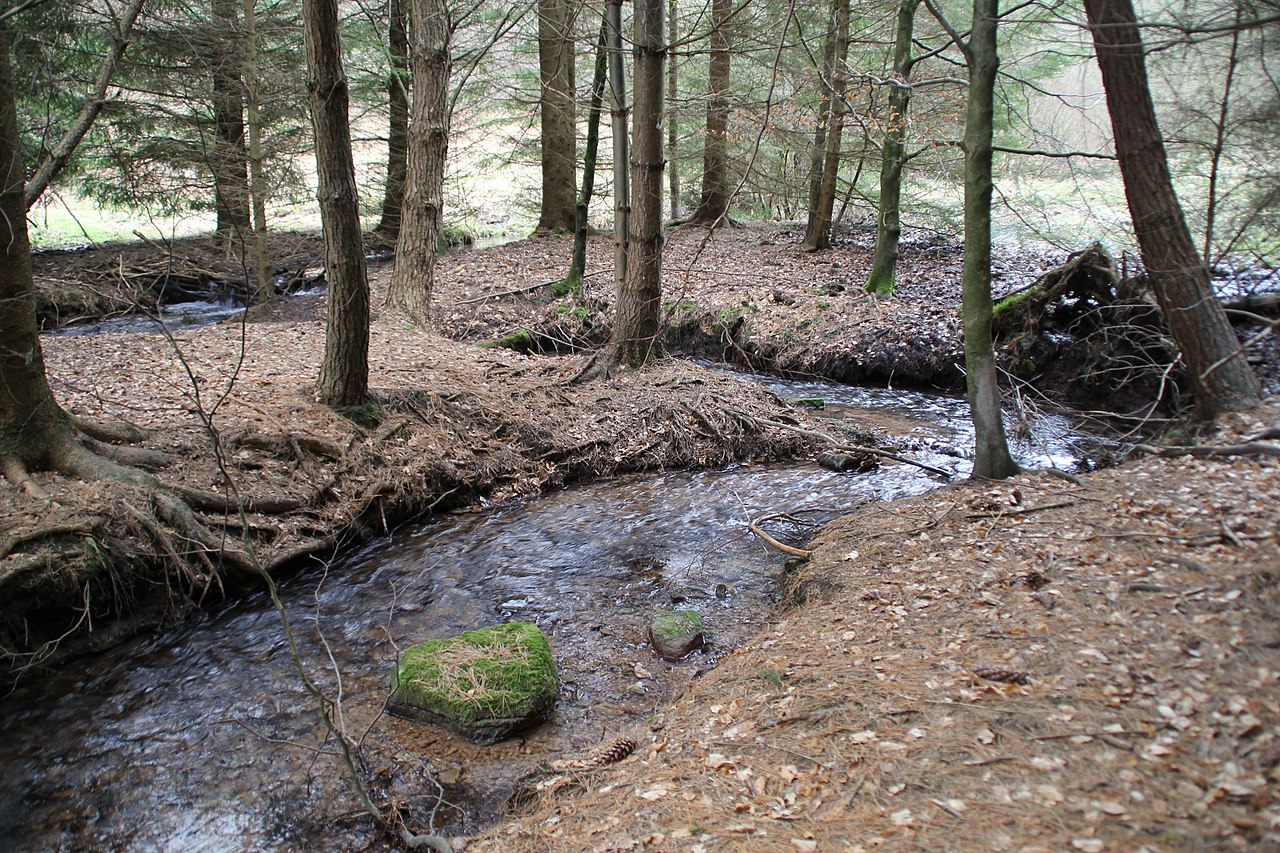 Die Kleine Kahl im Naturschutzgebiet Amphibienfreistätte Sommergrund bei Kleinkahl, Bayern