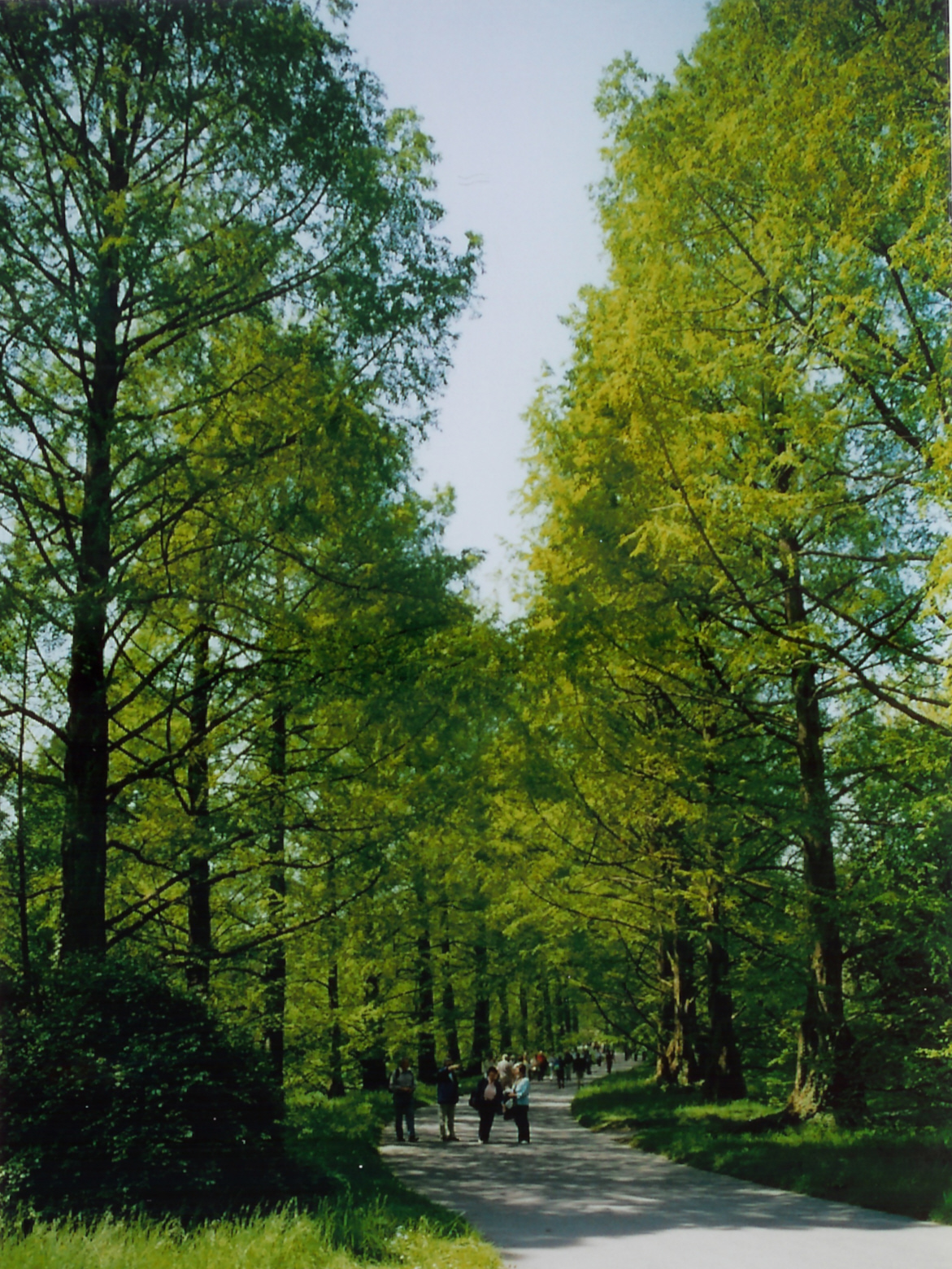 Foto von Arboretum (Baumsammlung)