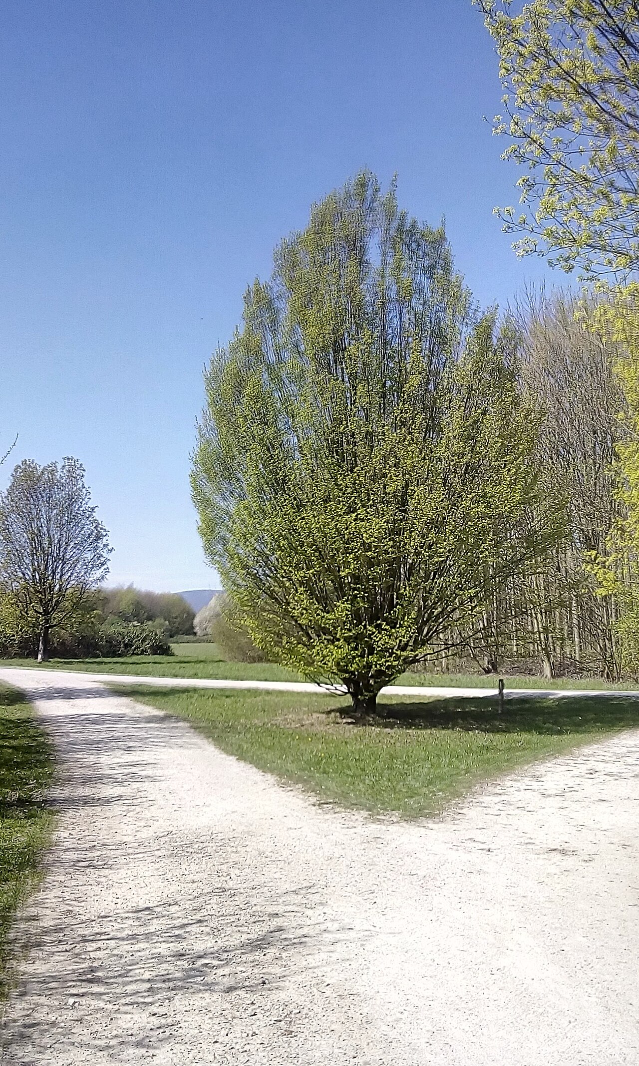 Hornbeam in the Arboretum Main-Taunus
