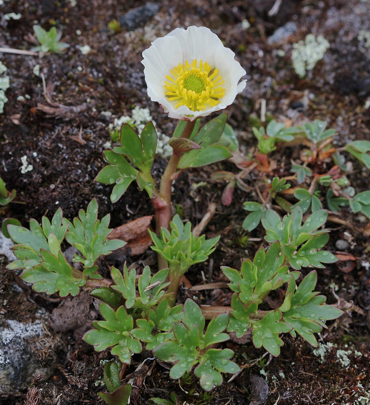 Ranunculus glacialis