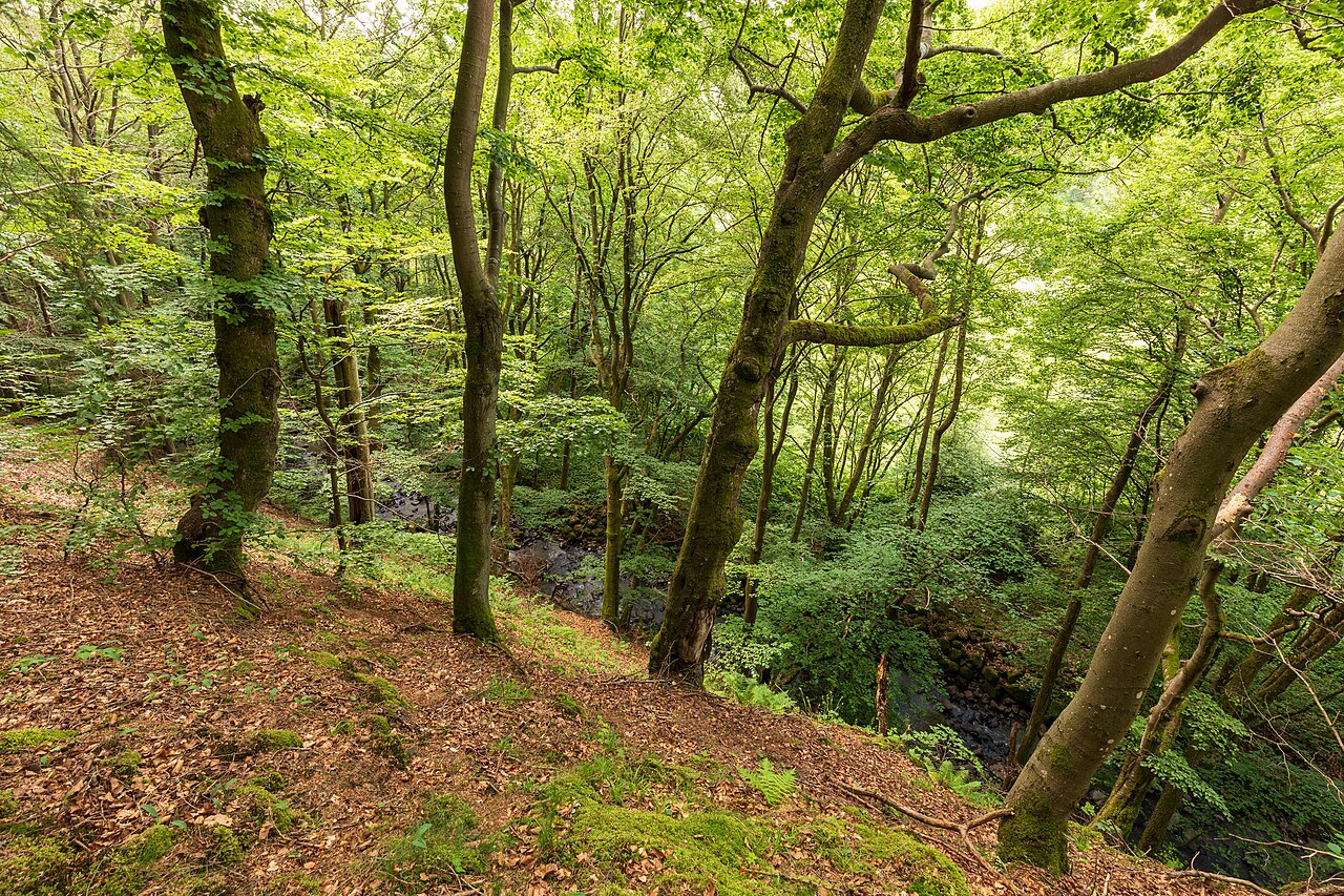 (NSG:HE-1532020)_Aubachtal bei Langenaubach