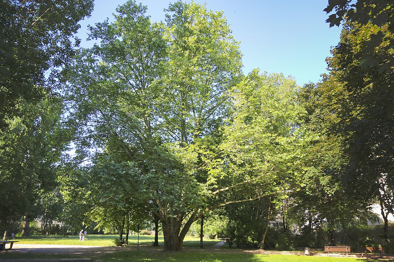 Platanus x acerifolia (V-22/B) Platane im Hofbereich Löwestraße 10 A, 10249 Berlin