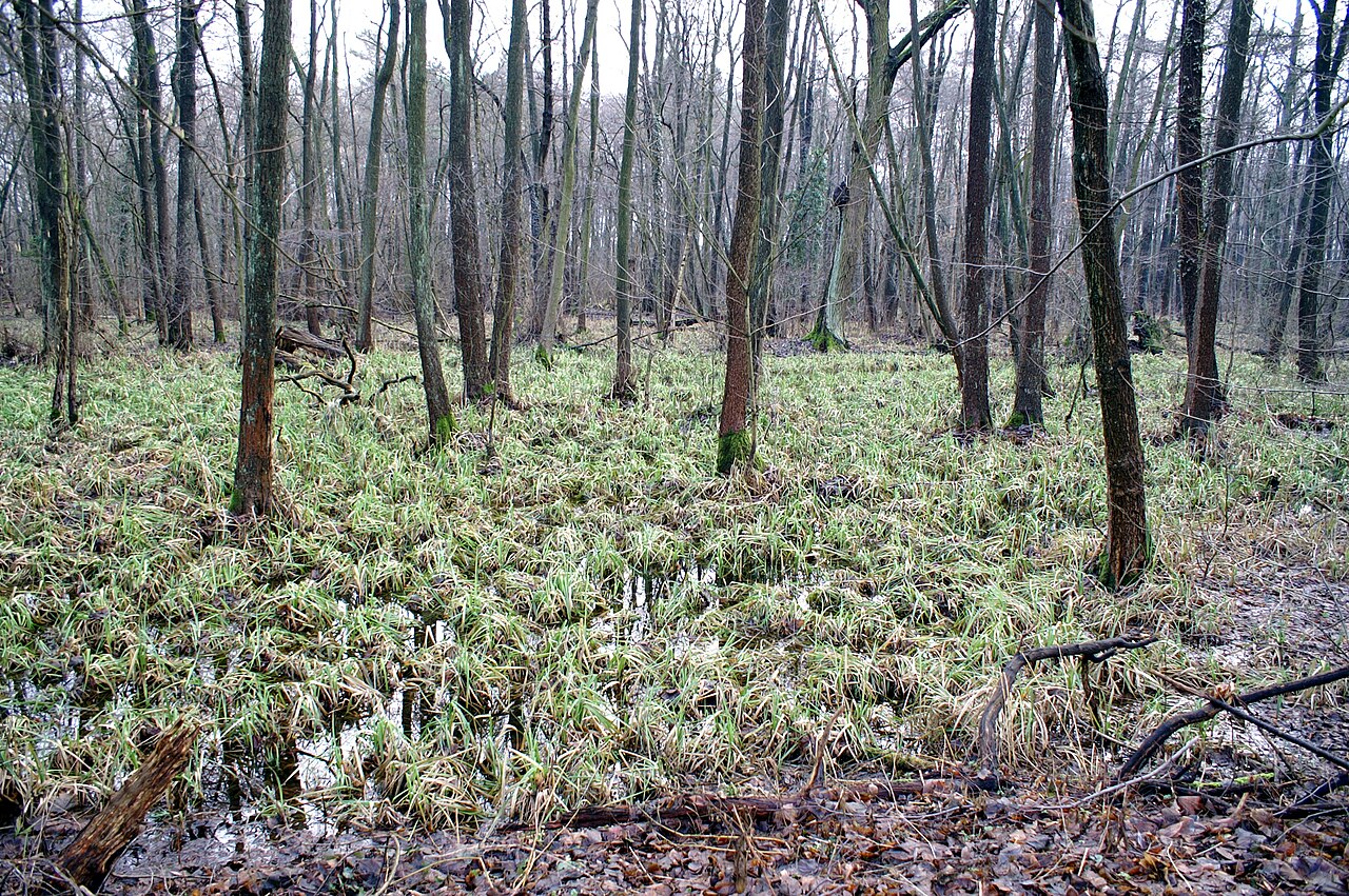 Naturschutzgebiet Ausstichgelände Röntgental, Blick von der Buchenallee Richtung Süden