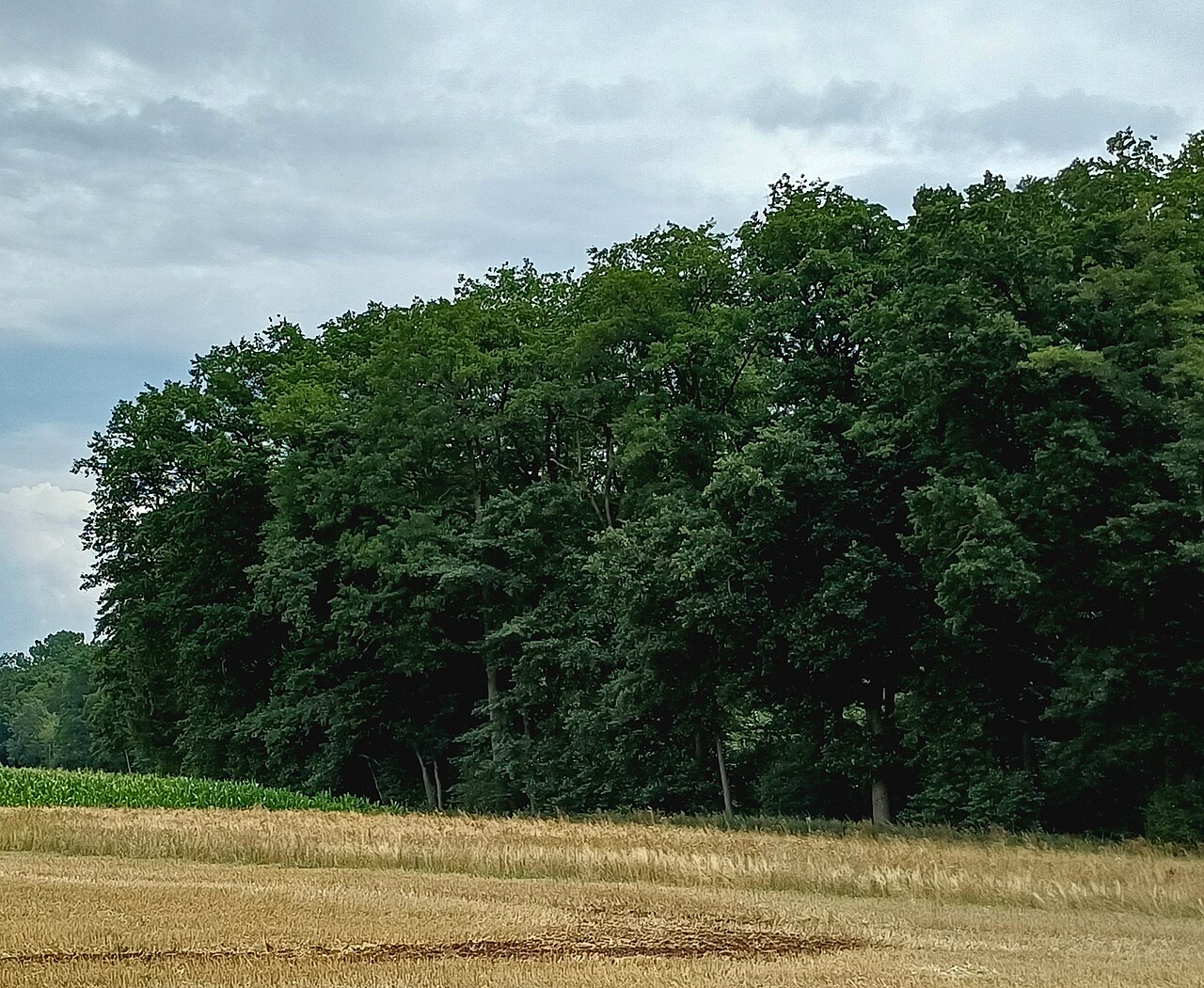 Naturschutzgebiet 162305