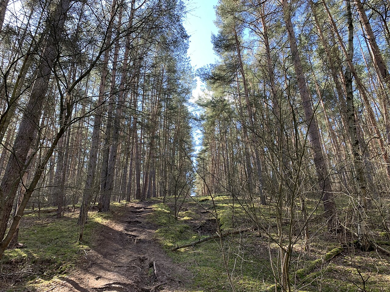 Backofenberg, eine 91m hohe Erhebung der Gemeinde Nuthetal in Brandenburg