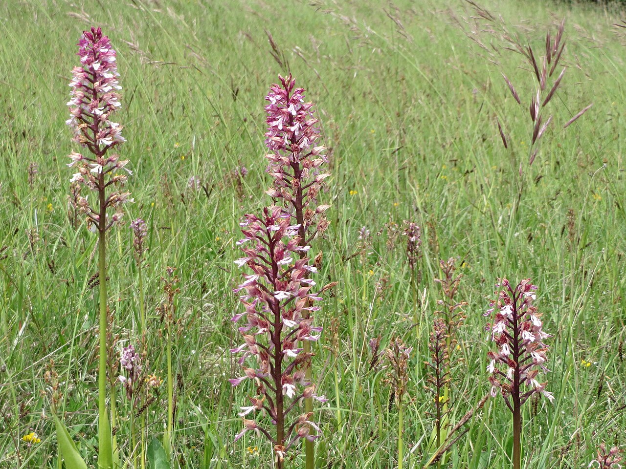 Hybrid-Knabenkraut ( Orchis × hybrida ) im Naturschutzgebiet Badstube