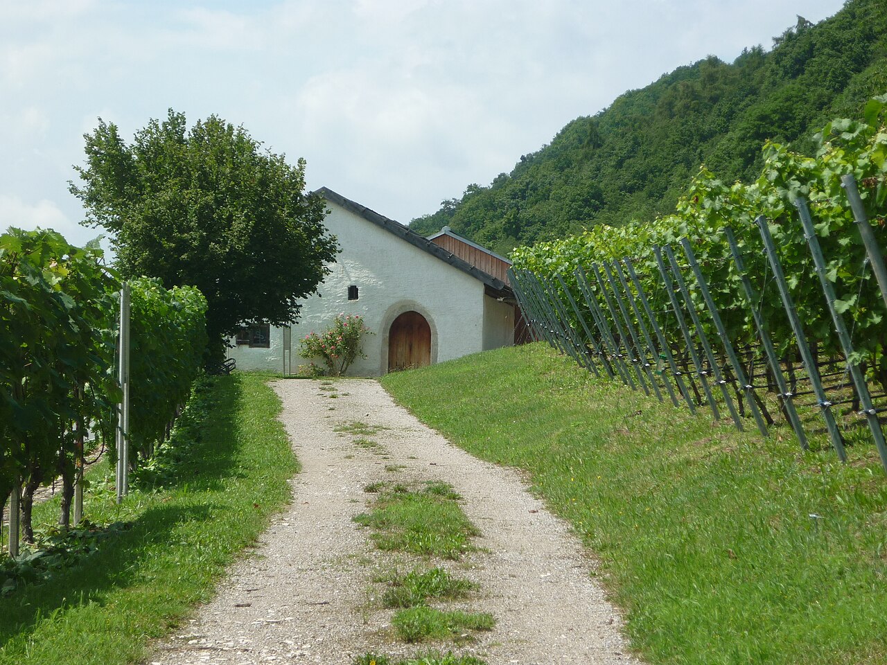Baierweinmuseum Bach a