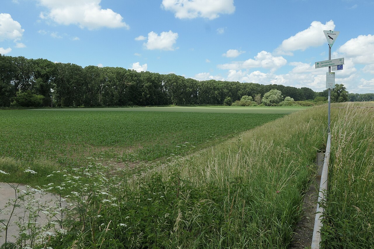 Protected area (nature reserve), Ballauf-Wilhelmswörth, Mannheim-Sandhofen, Germany