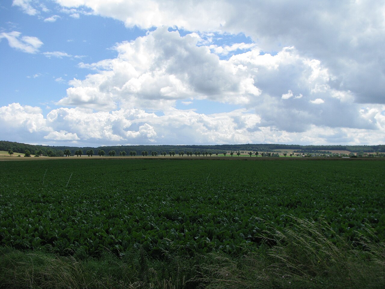 der Langer Berg von nordwesten
