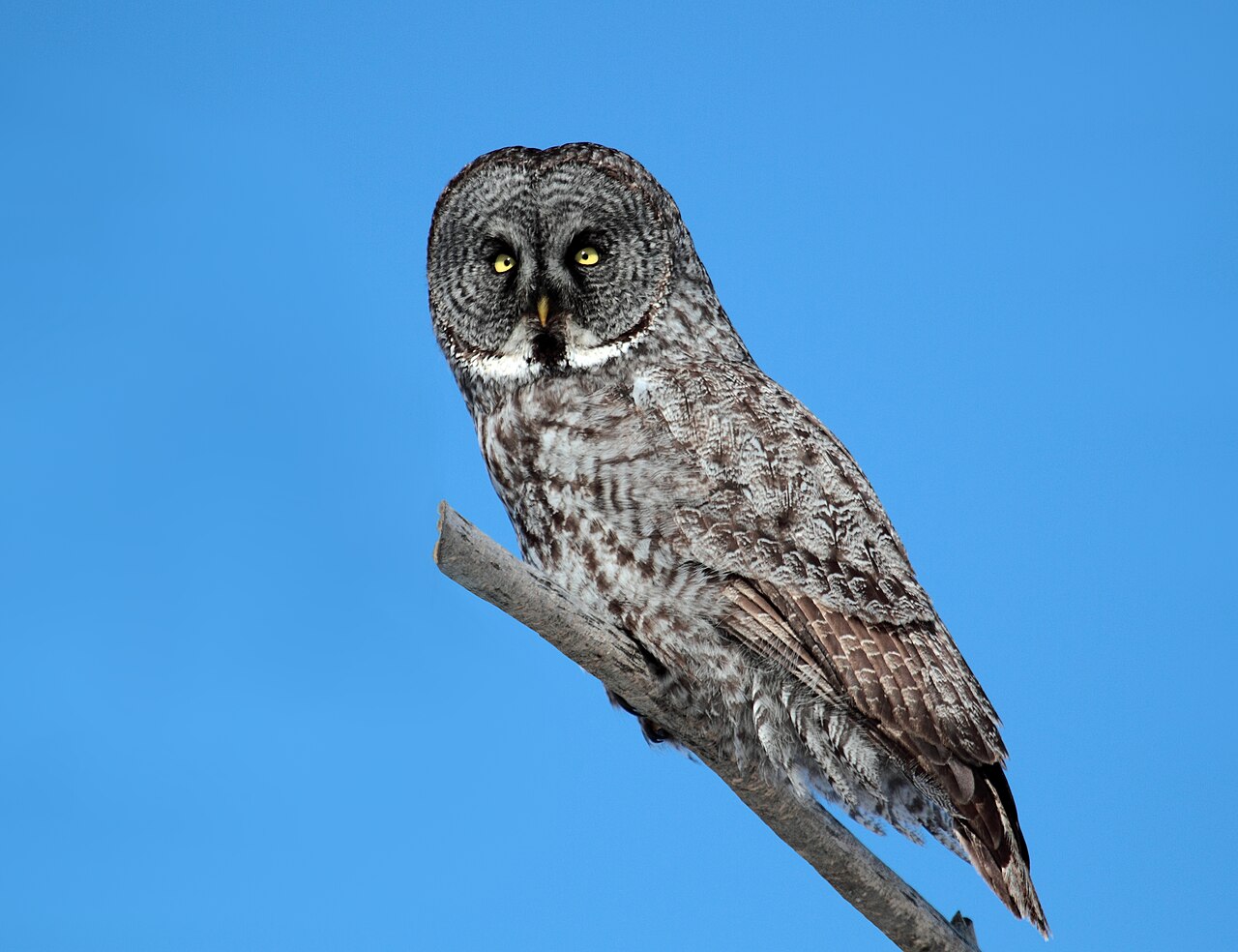 Great Grey Owl , Cap Tourmente National Wildlife Area , Quebec, Canada