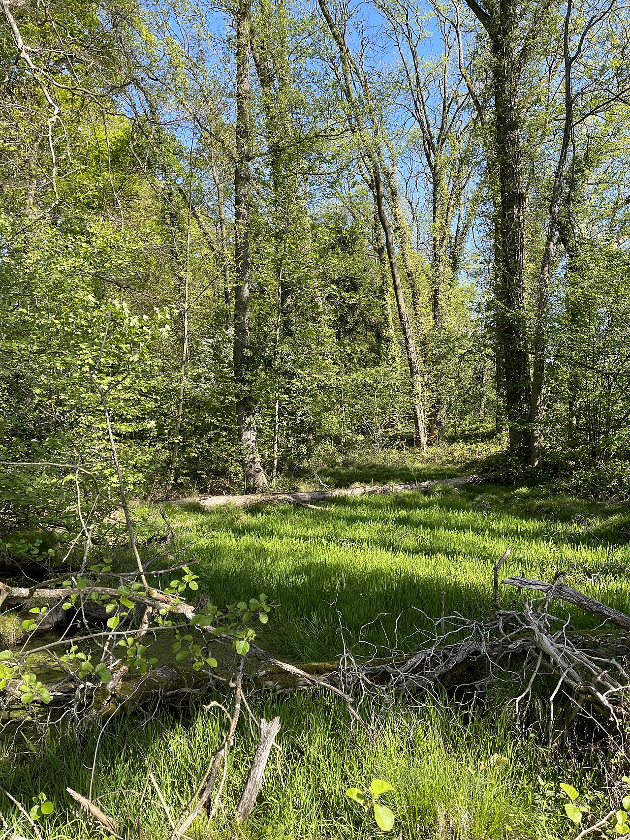 Sumpfwald am Quellgebiet des Kopperschaller Baches - Naturschutzgebiet Baulofsbruch