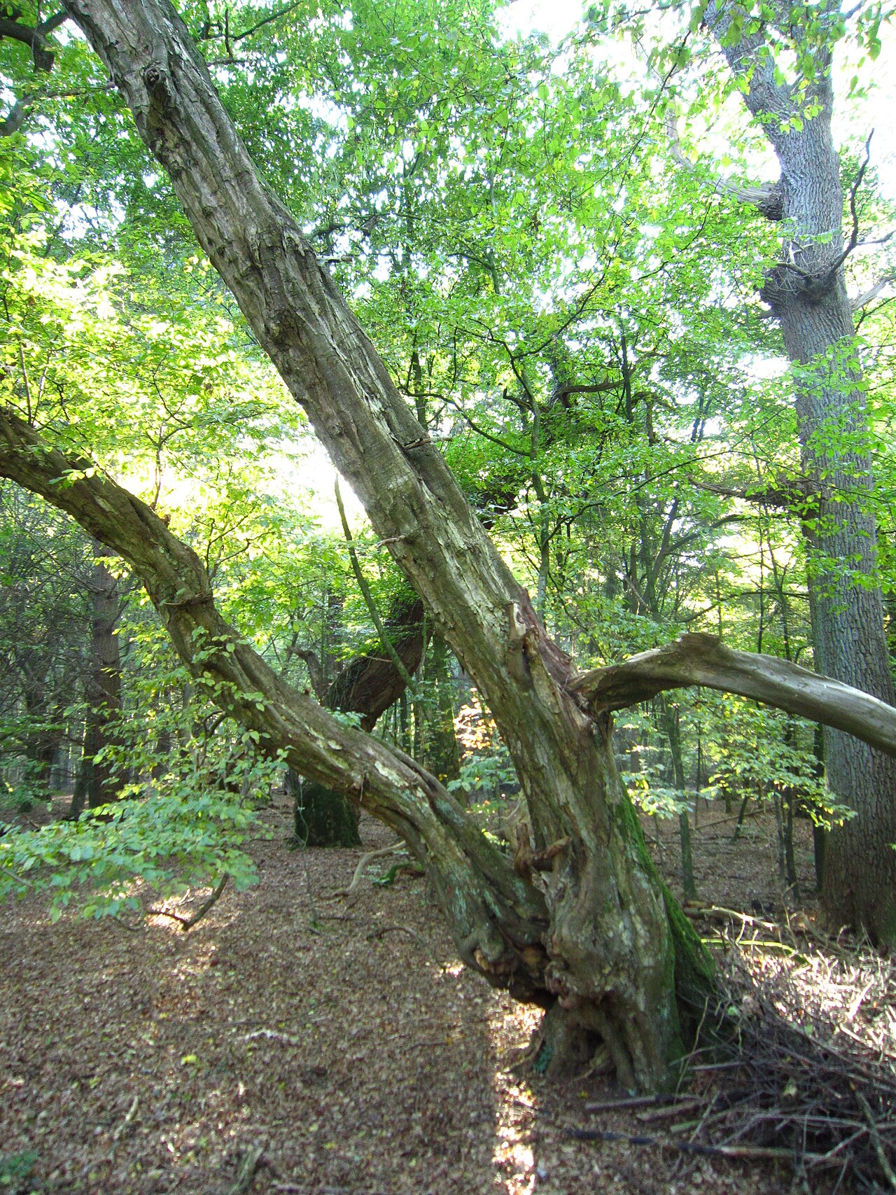 Naturschutzgebiet Urwald Baumweg (Gemeinde Emstek, Landkreis Cloppenburg, Niedersachsen)