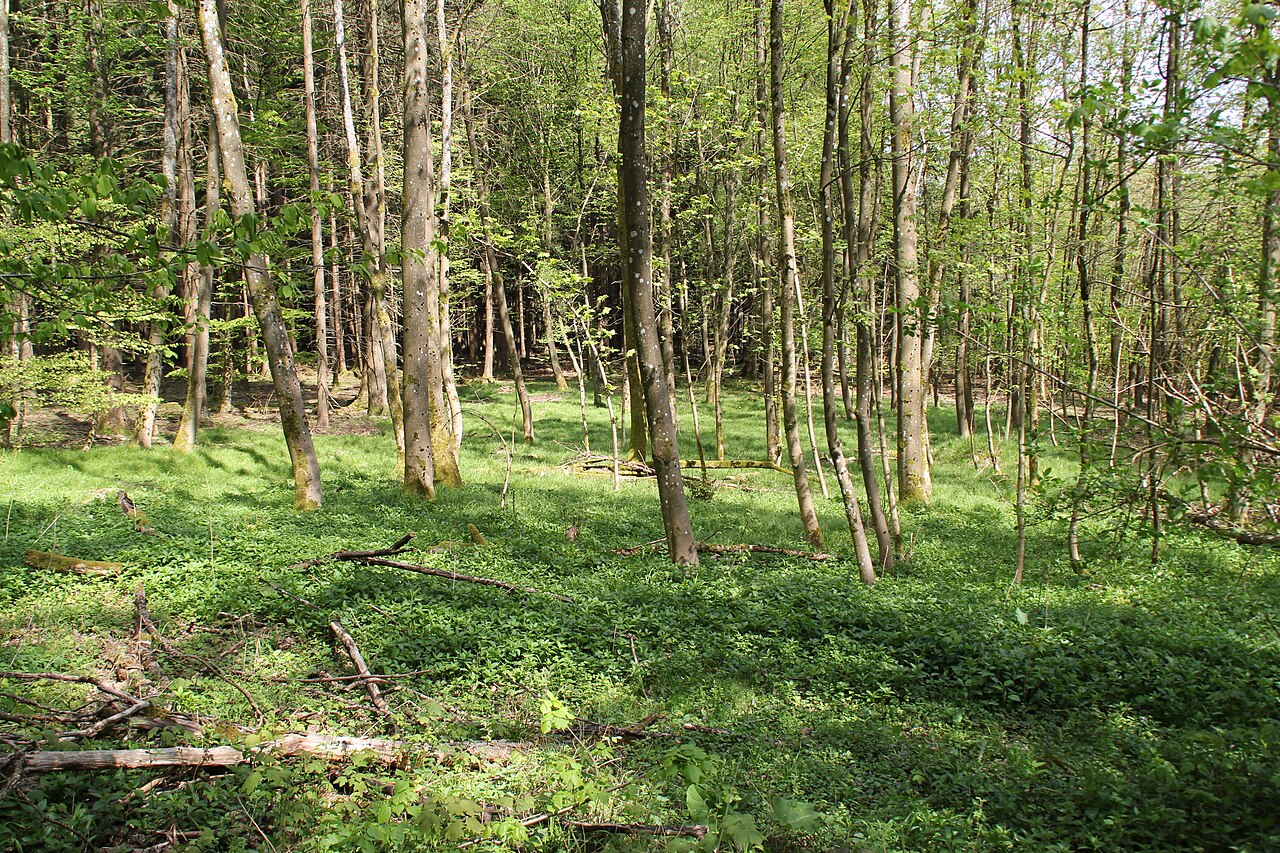 Im Naturschutzgebiet Beilstein bei Lettgenbrunn im Spessart