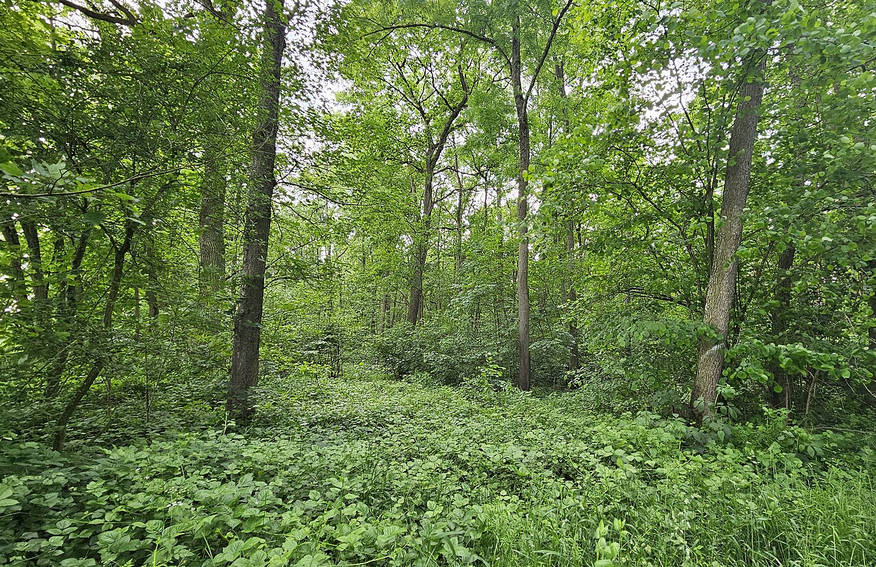Blick in das Naturschutzgebiet Belkers bei Großlangheim