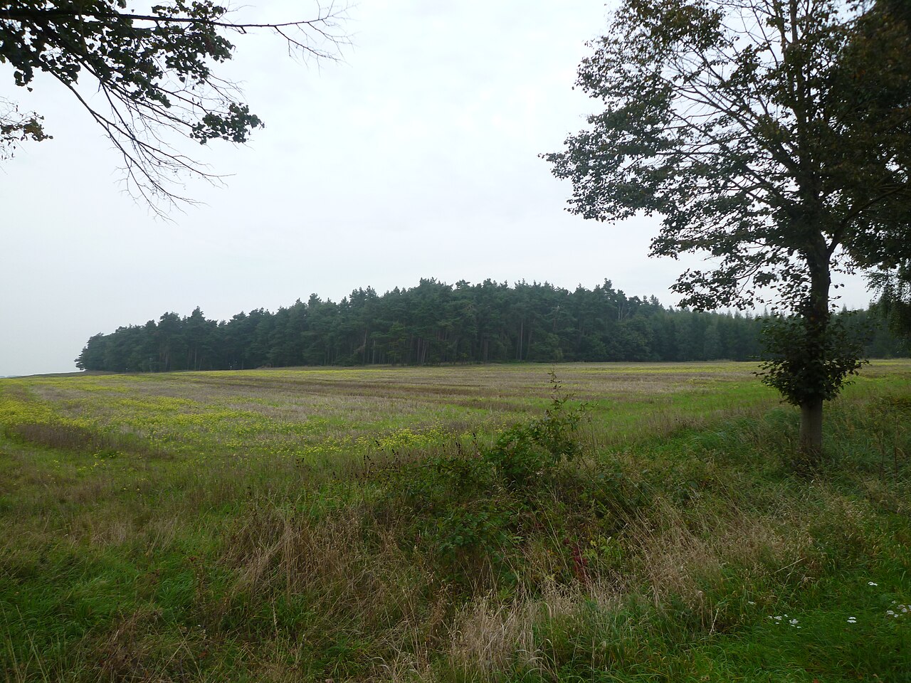 Der Beneberg, Calvörder Berg, am Sportplatz in Velsdorf