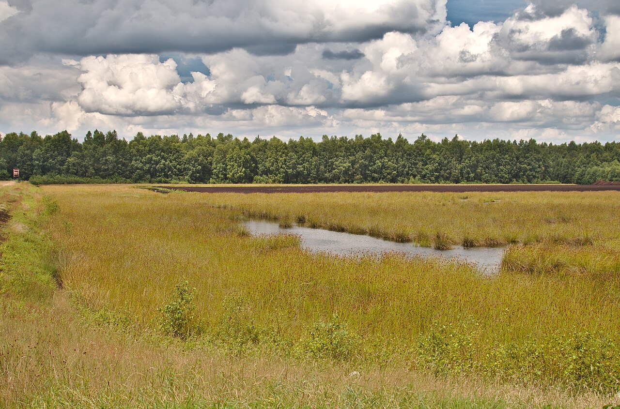 Foto von Benthullener Moor