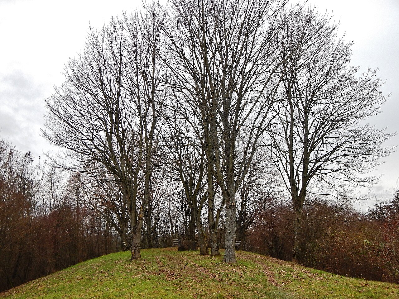 Die Bernhartshöhe ist die höchste Erhebung Stuttgarts mit 549 m ü