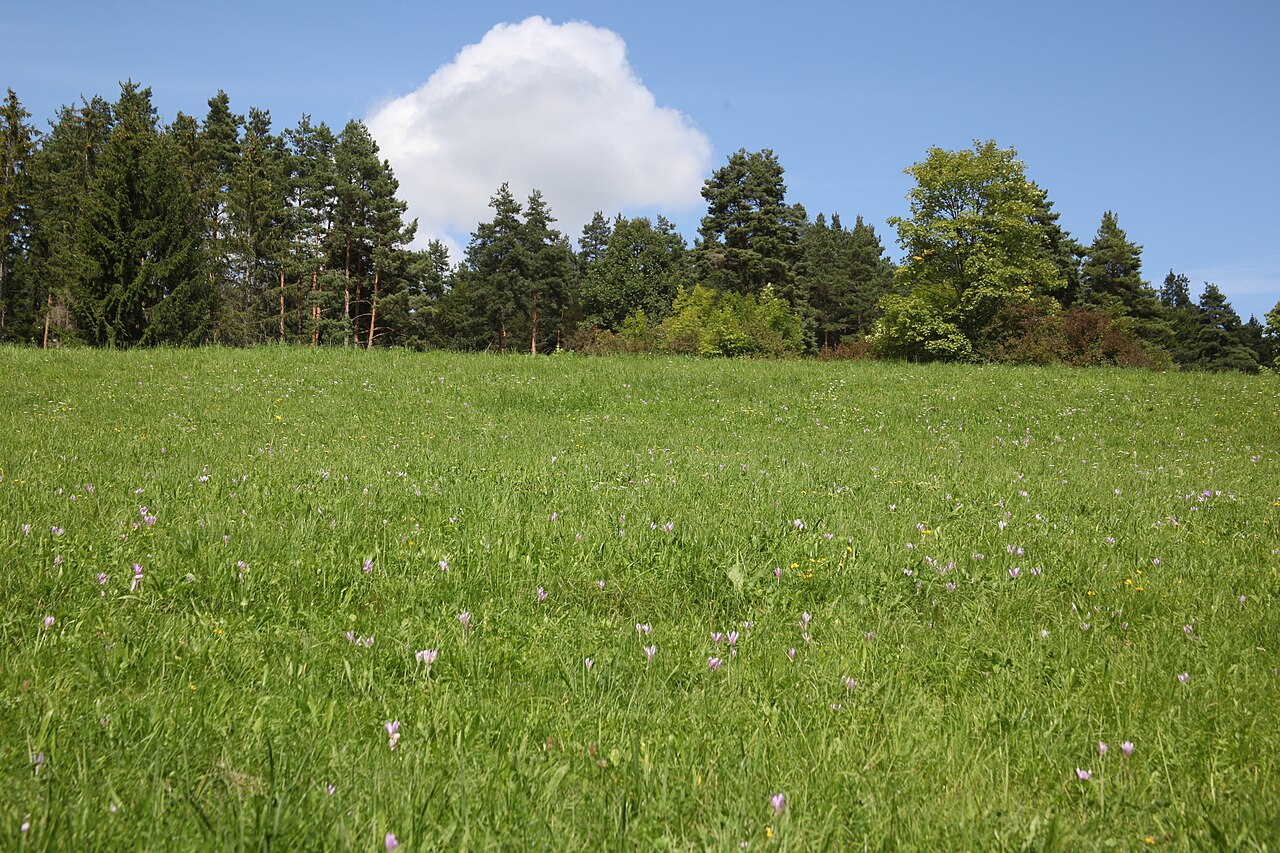 Herbstzeitlose auf der Beurener Heide bei Hechingen