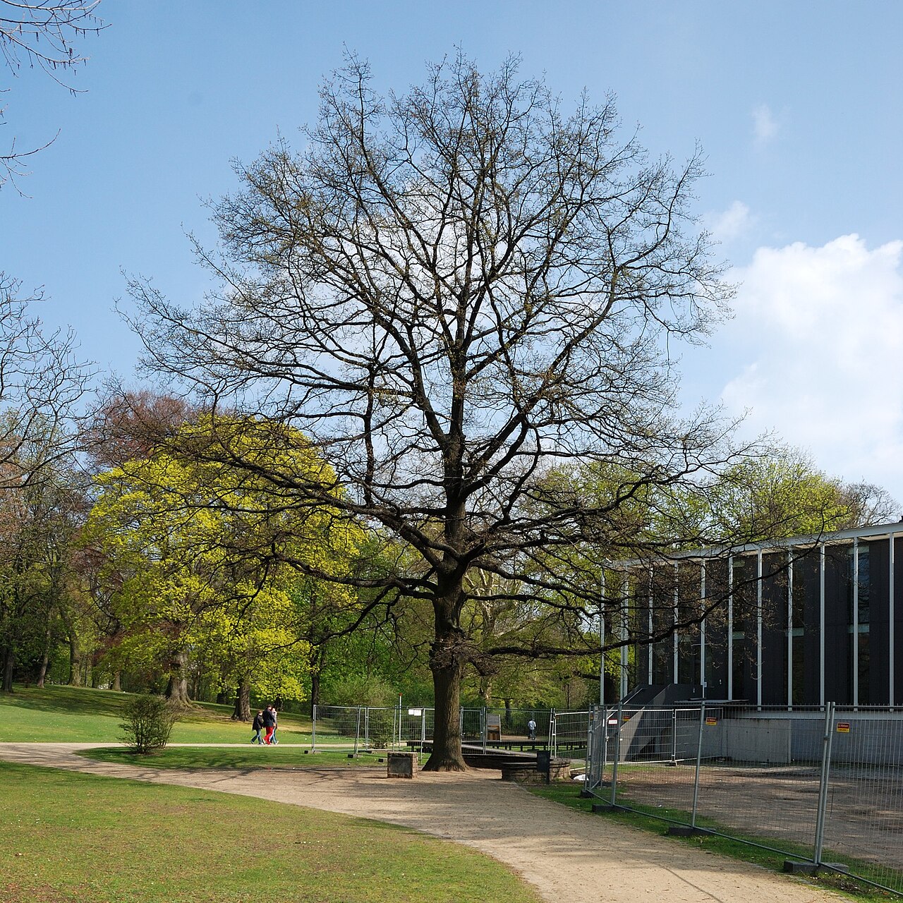 Schillereiche in Braunschweig am Herzog-Anton-Ulrich-Museum, im Frühjahr 2014, noch ohne Laub