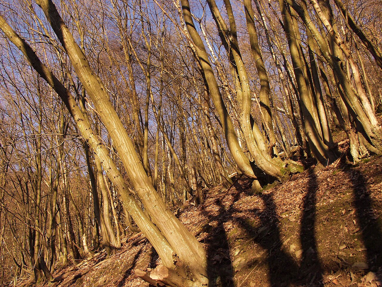 NSG EN-027 Bilstein: Wald am Steilhang