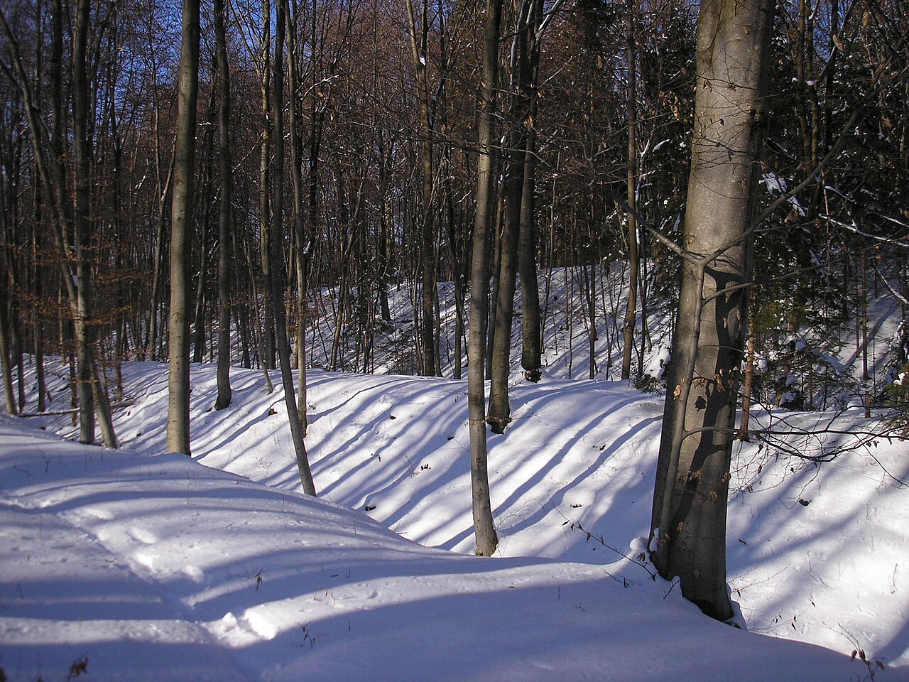Early Middle Ages hill fort "Birg" near Hohenschäftlarn (Baierbrunn, Landkreis München, Upper Bavaria, Germany)