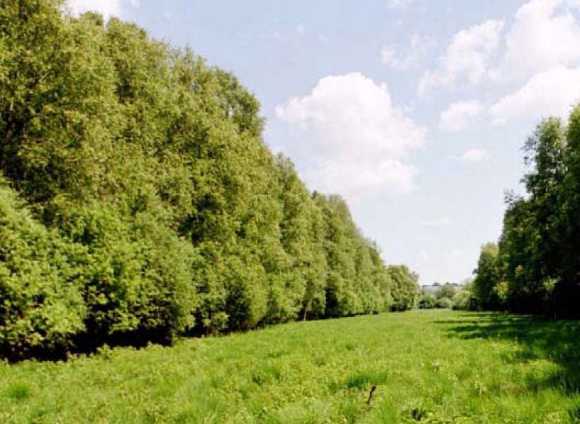 Blick in das Naturschutzgebiet Birkbuschwiesen bei Neubrandenburg (Mecklenburg-Vorpommern)