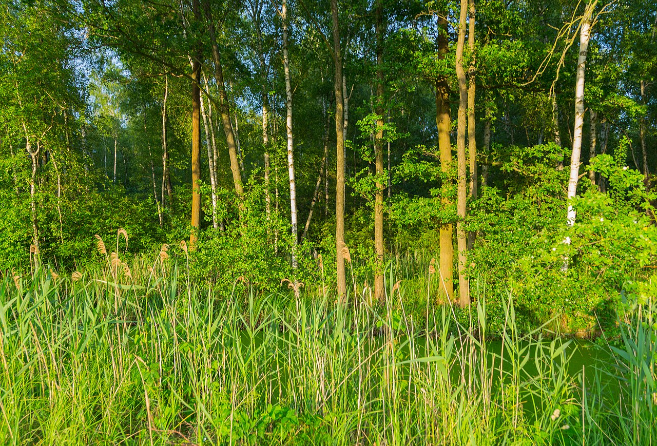 Foto von Birkenwald