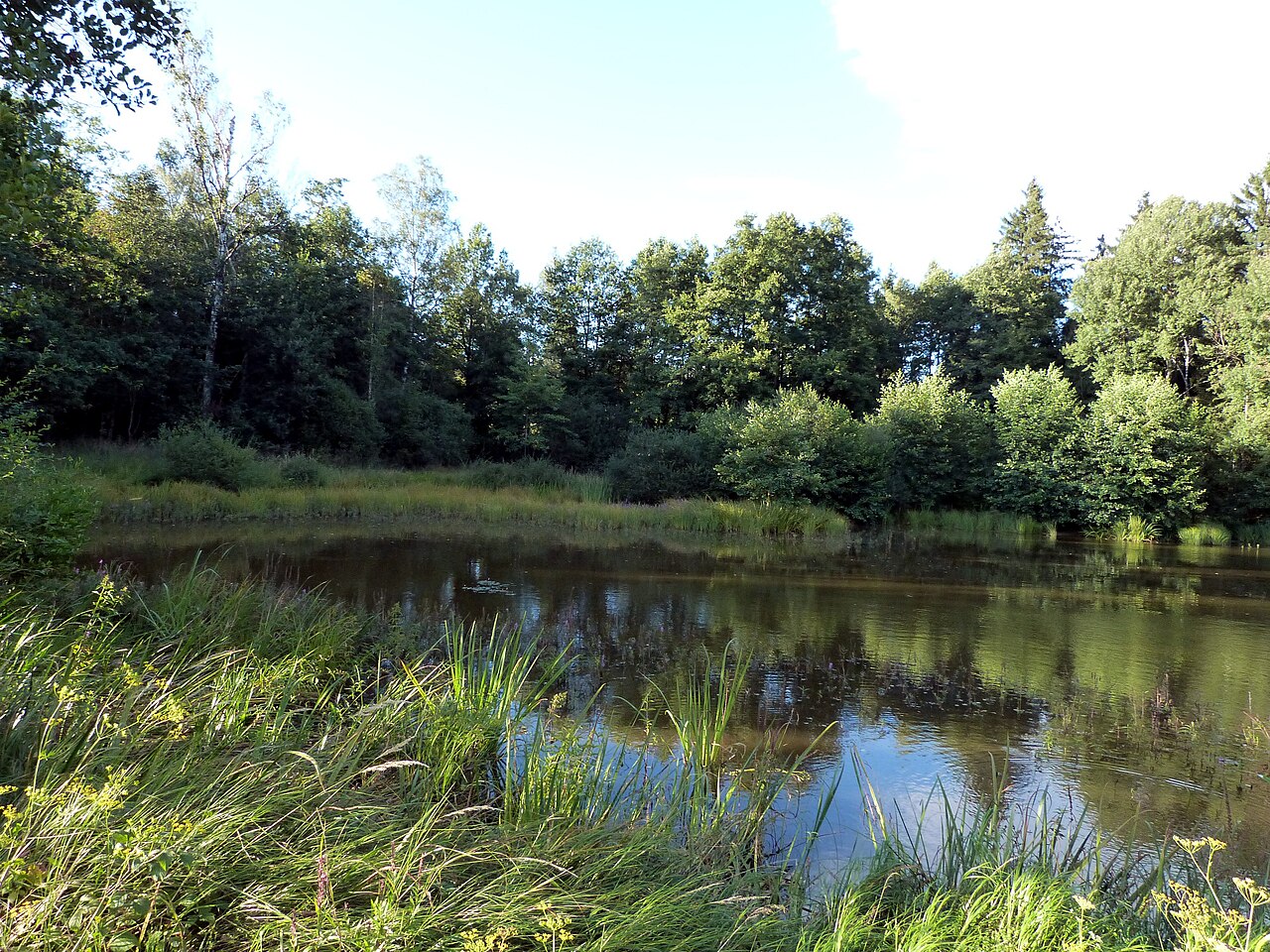 Unterholzweiher im Naturschutzgebiet "Birkenweiher mit Ober- und Unterholzweiher", Wört, Ostalbkreis, Baden-Württemberg