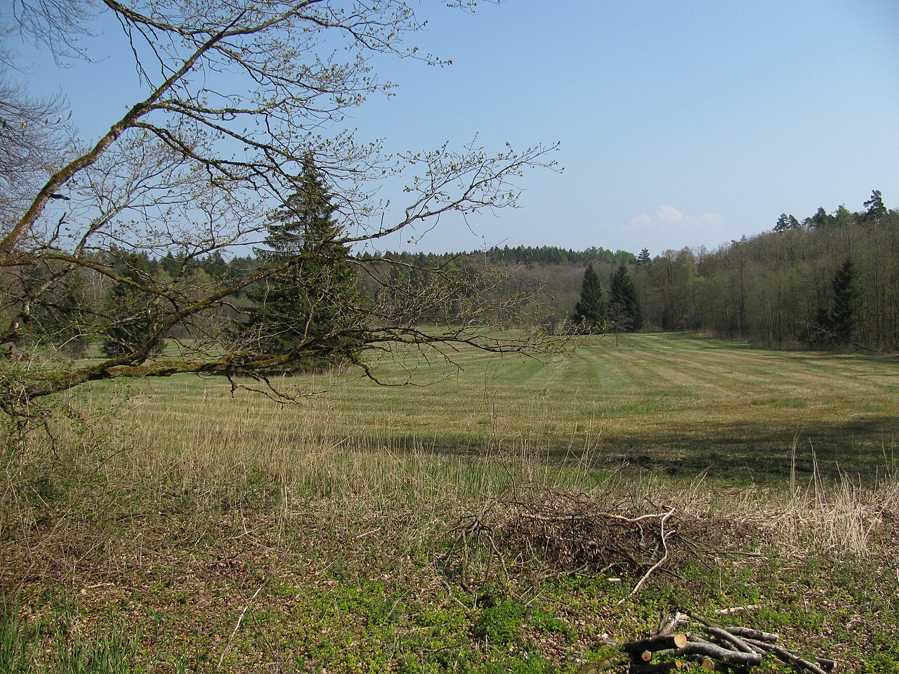 Germany - Baden-Württemberg - Bodenseekreis - Tettnang: nature reserve "Birkenweiher"