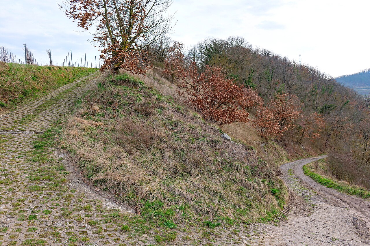 Naturschutzgebiet Bitzenberg, Vogtsburg im Kaiserstuhl, Landkreis Breisgau-Hochschwarzwald, Baden-Württemberg