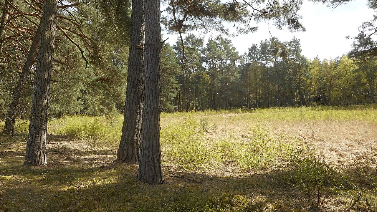 Naturschutzgebiet „Blaues Wasser“ in 19294 Eldena, Landkreis Ludwigslust-Parchim